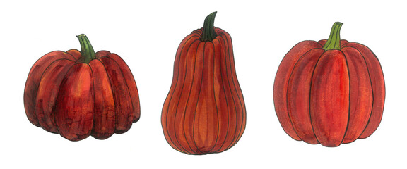 Pumpkin sketch marker illustration. Set of hand drawn pumpkins isolated on white background. Sketch with markers and black liner. Element for halloween design