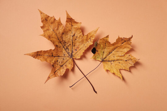 Autumn symbol, yellow leaves on a yellow background, place for the inscription, top view