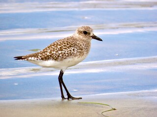 Obraz premium Plover on the beach