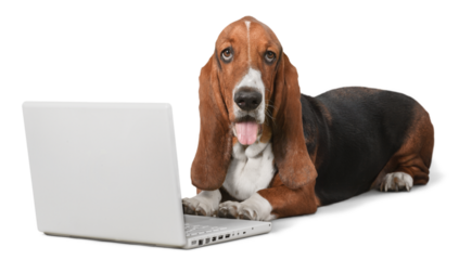 Basset Hound dog with laptop  on background