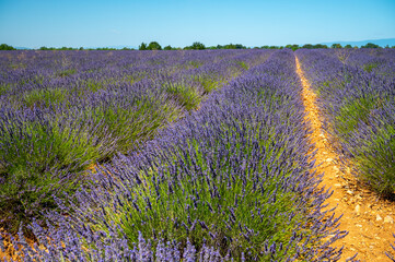 Obraz premium Lavender fields in Plateau de Valensole in Summer. Alpes de Haute Provence, PACA Region, France