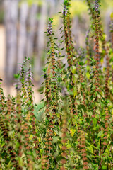 Medicinal plant leonurus cadriaca or motherwort growing in garden