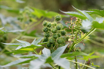 eunapolis, bahia / brazil - september 7, 2012: Castor plantation for biodiesel production in the city of Eunapolis.