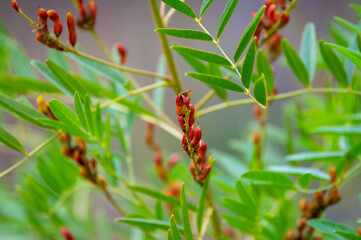 Botanical collection, Glycyrrhiza glabra or root liquorice medicinal plant growing in garden