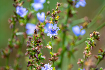 Blue flowers of cichorium plants, family Asteraceae, growing in garden, close up