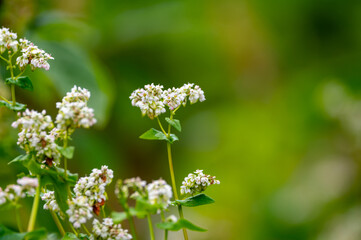 Summer blossom of fagopyrum esculentum or buckwheat plant, healthy vegetarian food