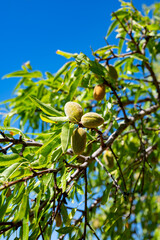 Ripe almonds nuts on almond tree ready to harvest close up