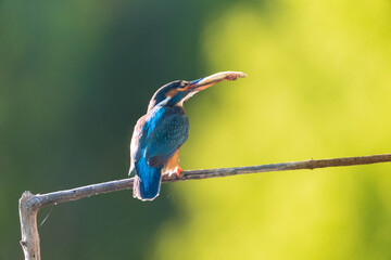 kingfisher on branch