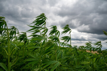 Green background of leaves. Outdoor grow hemp. Cannabis at the beginning of flowering. Young...