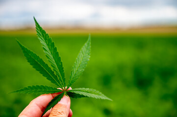 Hand with green leave of hemp plant