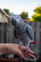 Obraz premium African grey parrot with red tail sitting on hand