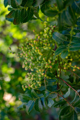 Fototapeta na wymiar Sweet, delicate, fragrant nuts, Bronte pistachios with brilliant green colour and pistachio tree with unripe nuts