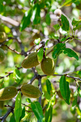 Ripe almonds nuts on almond tree ready to harvest close up