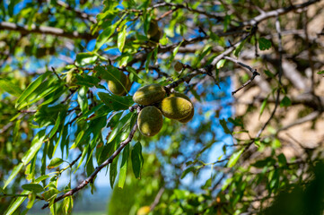 Ripe almonds nuts on almond tree ready to harvest close up