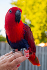 Eclectus female parrot native to the Solomon Islands, Australia, and the Maluku Islands with bright red and purple-blue plumage