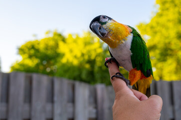 Small colorful Australian lory parrot sitting on hand