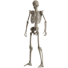 skeleton posing 3d render illustration
