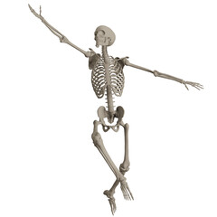 skeleton posing 3d render illustration