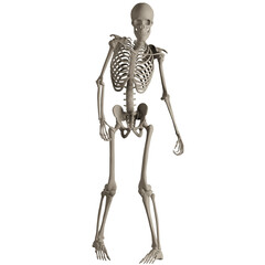 skeleton posing 3d render illustration