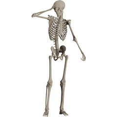 skeleton posing 3d render illustration