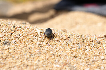 bug on sand