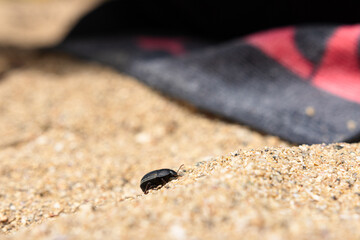 beetle on sand