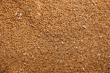 Pile of wheat grains as background, closeup view