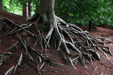 Beautiful tree with roots showing above ground in forest