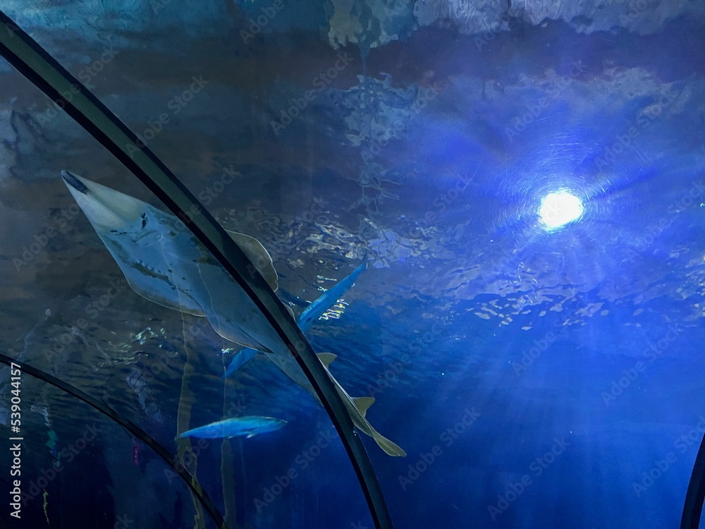 Wall mural beautiful tropical guitarfish swimming in clean aquarium - Wall murals