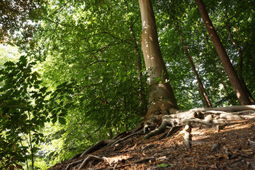 Tree roots visible through ground in forest