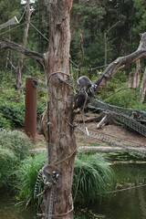 Group of adorable fluffy lemurs in zoological garden