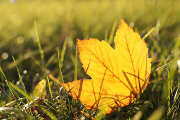 Beautiful fallen leaf among green grass outdoors on sunny autumn day, closeup. Space for text