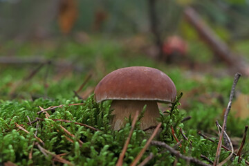 Porcini mushroom growing in forest, closeup view