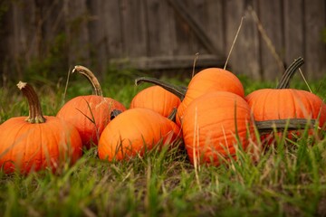 Many ripe orange pumpkins on green grass in garden