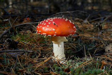 Fly agaric in a clearing, among dry fallen pine needles and branches, illuminated by the rays of the sun, pine forest