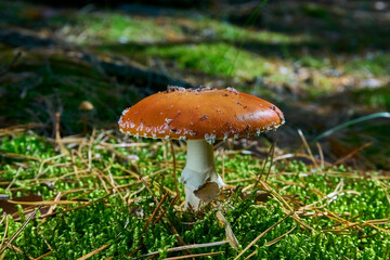Fly agaric on a green glade illuminated by the rays of the sun