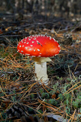 Fly agaric in a clearing, among dry fallen pine needles and branches, illuminated by the rays of the sun