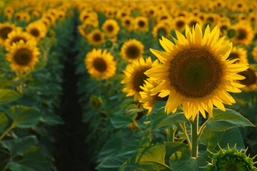Beautiful blooming sunflower in field on summer day. Space for text