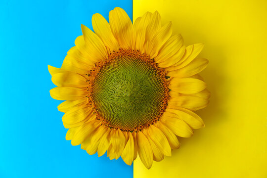 Beautiful sunflower on Ukrainian national flag, top view