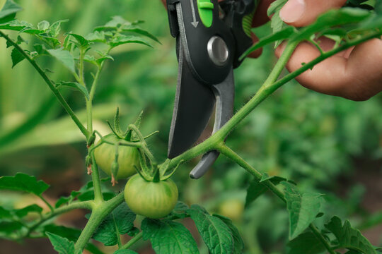 Man pruning tomato bush with secateurs in garden, closeup