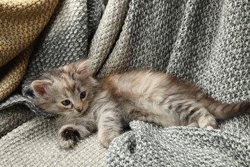 Fototapeta na wymiar Cute kitten on knitted blanket. Baby animal