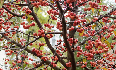 Ripe fruits of fruit tree hanging densely on branches in blurred garden background