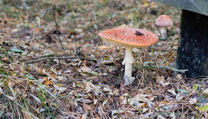 Fly agaric mushroom with wide cap close-up on background of dry fallen leaves and pine needles