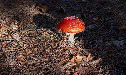 Fly agaric with bright red cap close-up in sunlight on  background of dry fallen leaves and pine needles