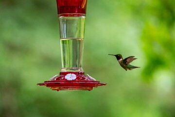 Closeup shot of a tiny hummingbird flying next to an outdoor hummingbird feeder filled with nectar