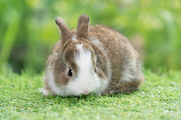 Lovely baby rabbit furry bunny looking at something sitting on green grass over bokeh nature background. Infant bunny white brown rabbit on lawn spring background. Easter animal new born bunny concept