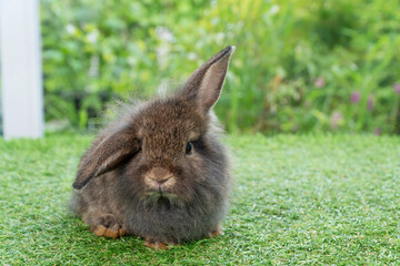 Adorable fluffy baby bunny rabbit sitting on green grass over natural background. Furry cute wild-animal single spring time at outdoor. Lovely fur baby rabbit bunny on meadow.Easter animal pet concept