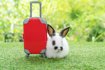 Adorable rabbit easter bunny with small red baggage sitting on green grass over spring broke...
