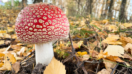 Amanita mushrooms in the forest on the background of the autumn forest