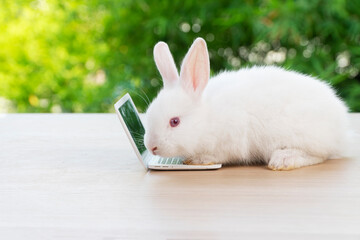 Newborn tiny rabbit furry bunny small laptop online sitting on bokeh green background. Lovely baby rabbit white bunny playful sitting with laptop on wooden natural background. Easter pet technology.